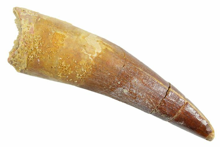 Fossil Spinosaurus Tooth - Real Dinosaur Tooth #363522